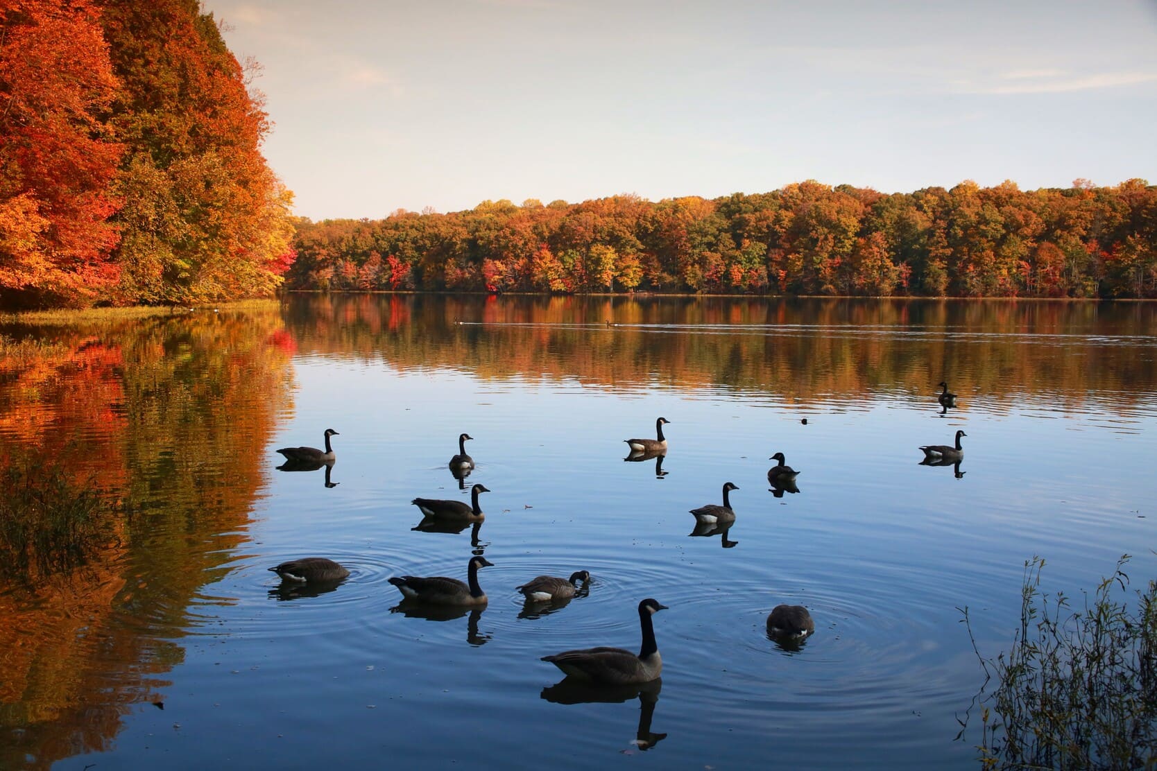 Ducks on the river in Burke, Virginia